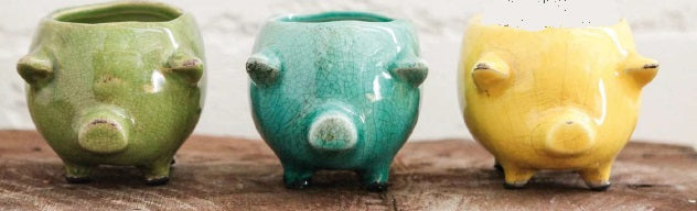 Distressed Pig